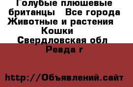 Голубые плюшевые британцы - Все города Животные и растения » Кошки   . Свердловская обл.,Ревда г.